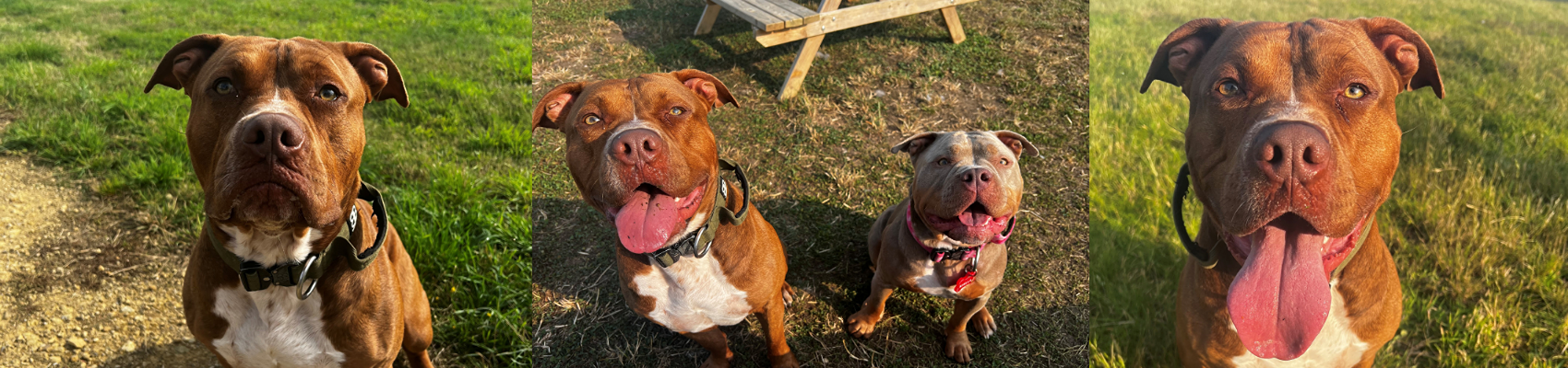 Banned breeds in our paddocks