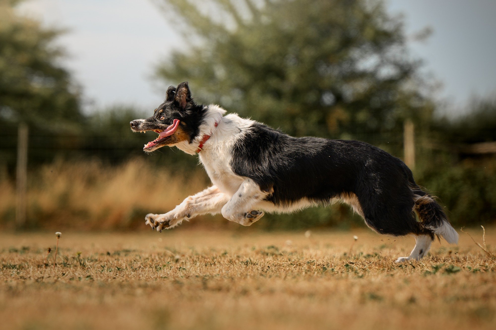 The 2026 Paw Paddock Charity Photoshooot