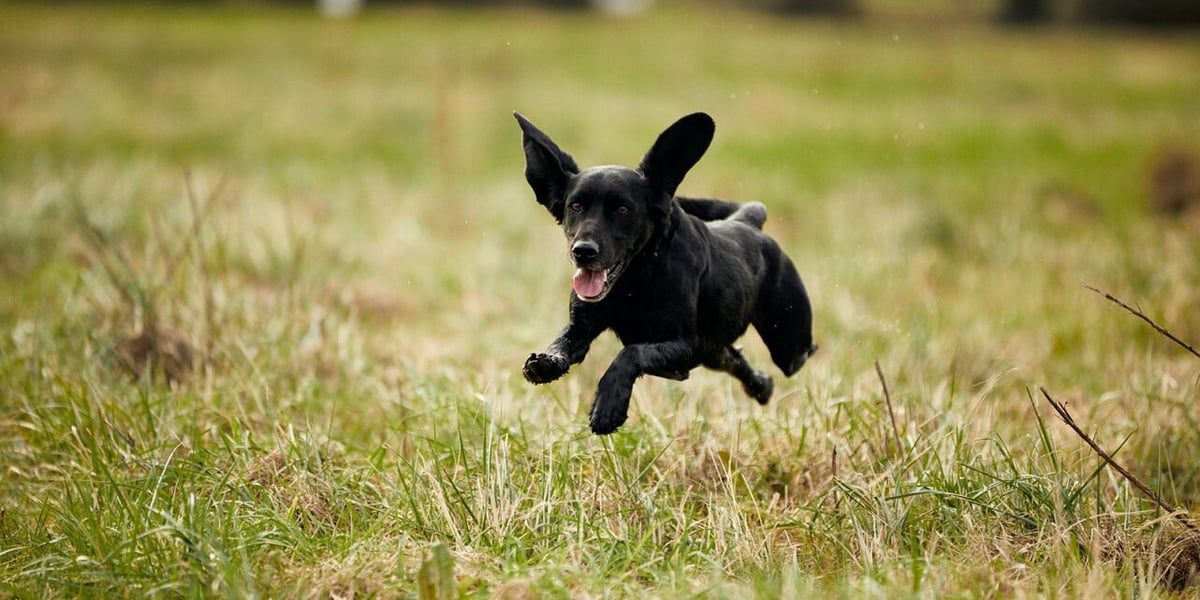 Paw Paddock Worthing is now OPEN! - Paw Paddock