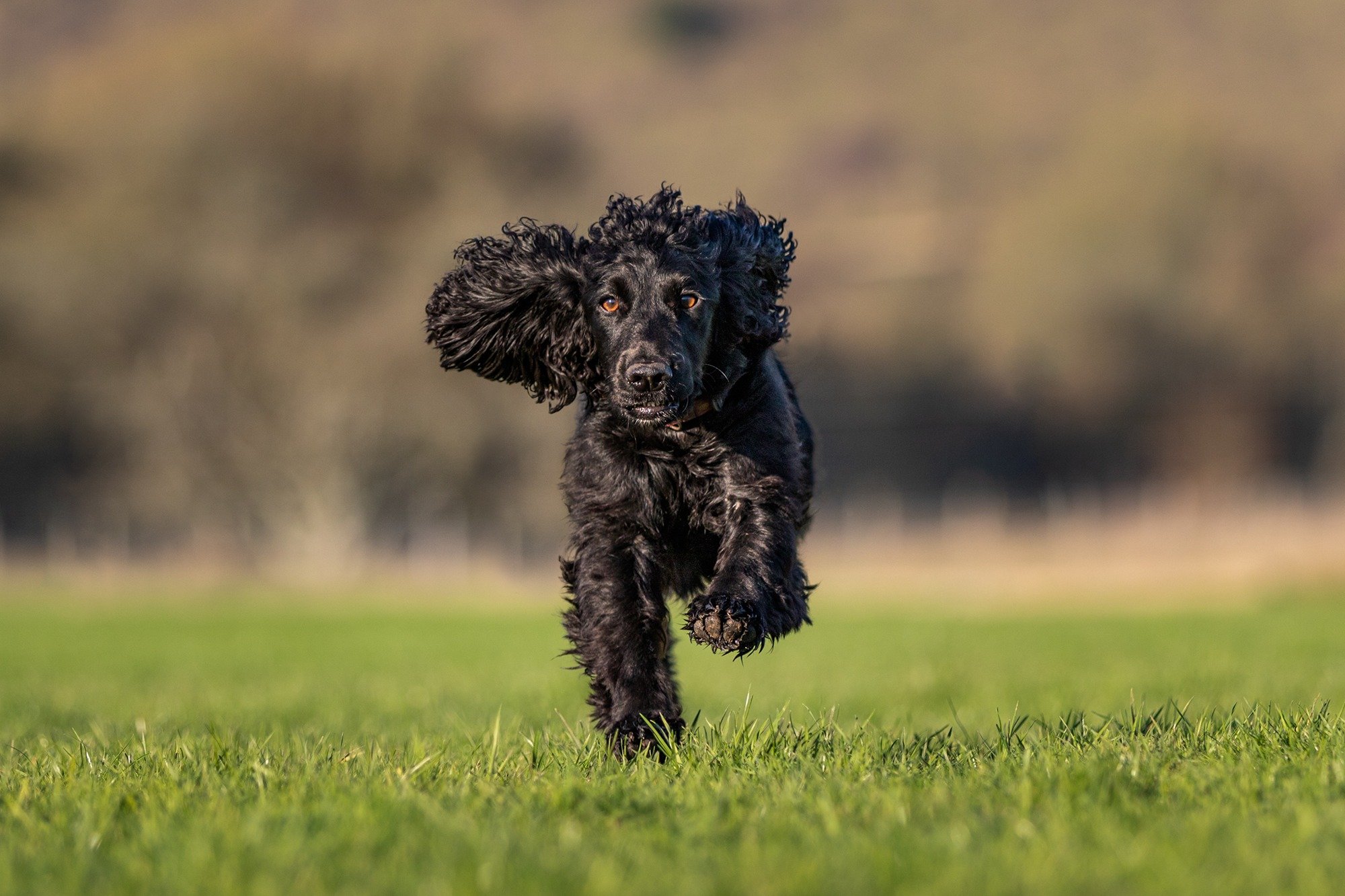 Why is Paw Paddock different?