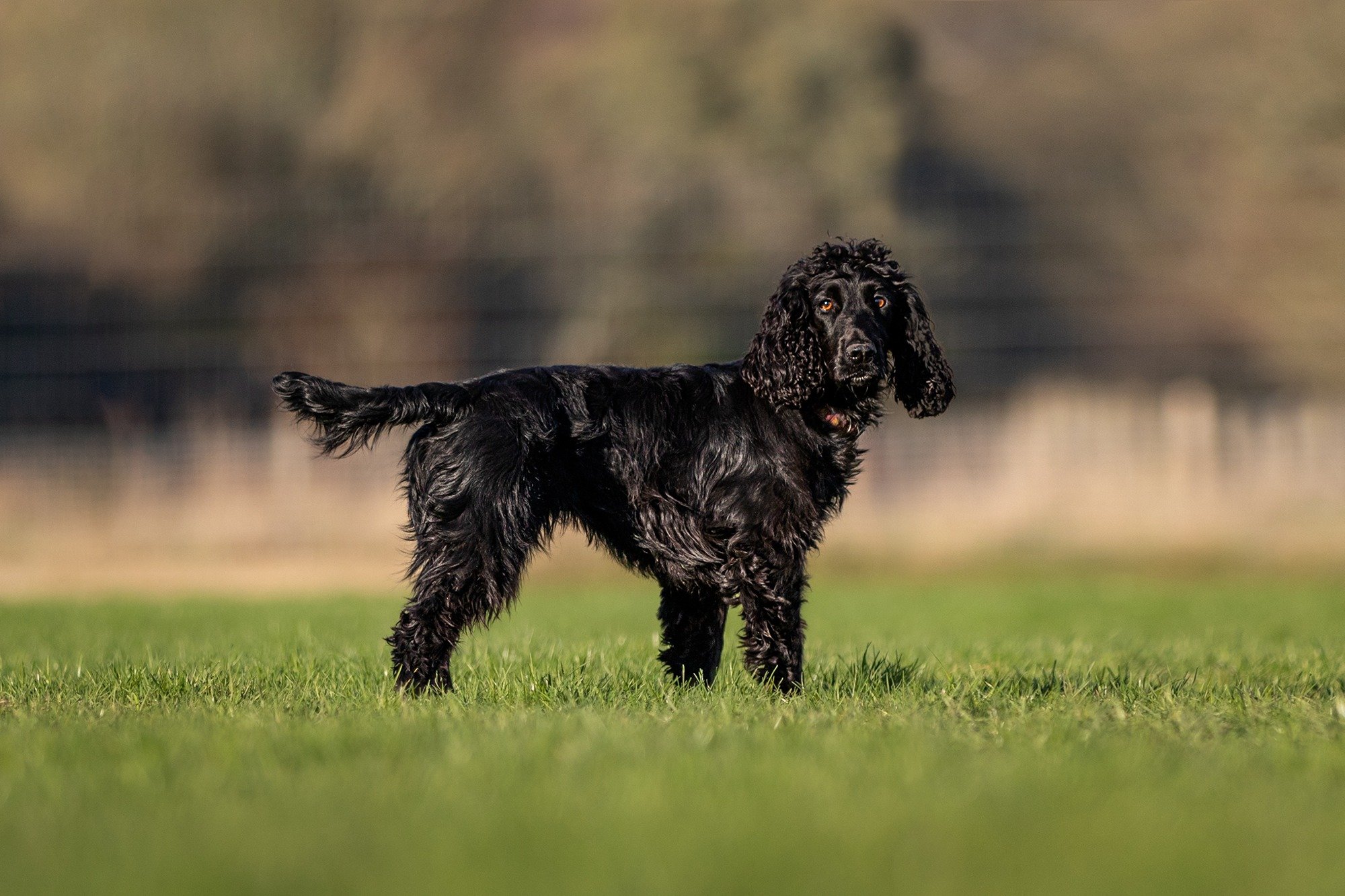 Paw Paddock Wickham West is open!