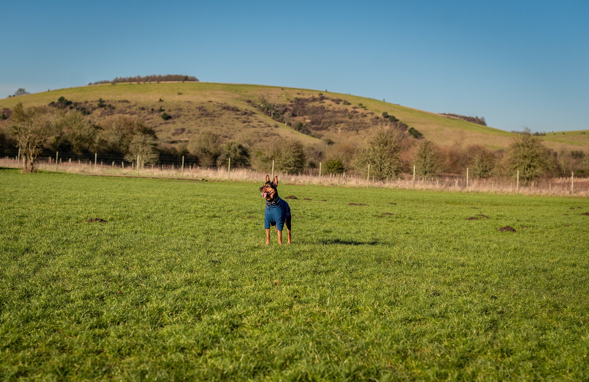 Dog Field Etiquette - How To Be A Responsible Dog Owner