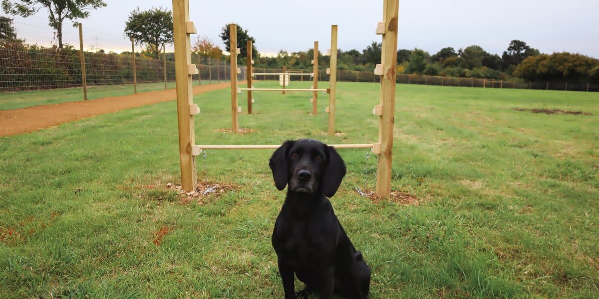 Paw Paddock Presents - Andover! - Paw Paddock
