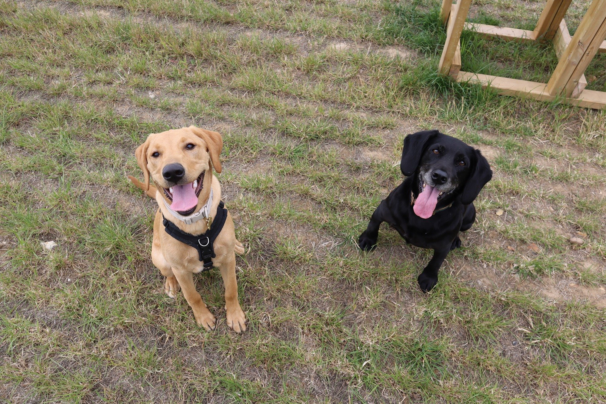 What to expect when visiting Paw Paddock