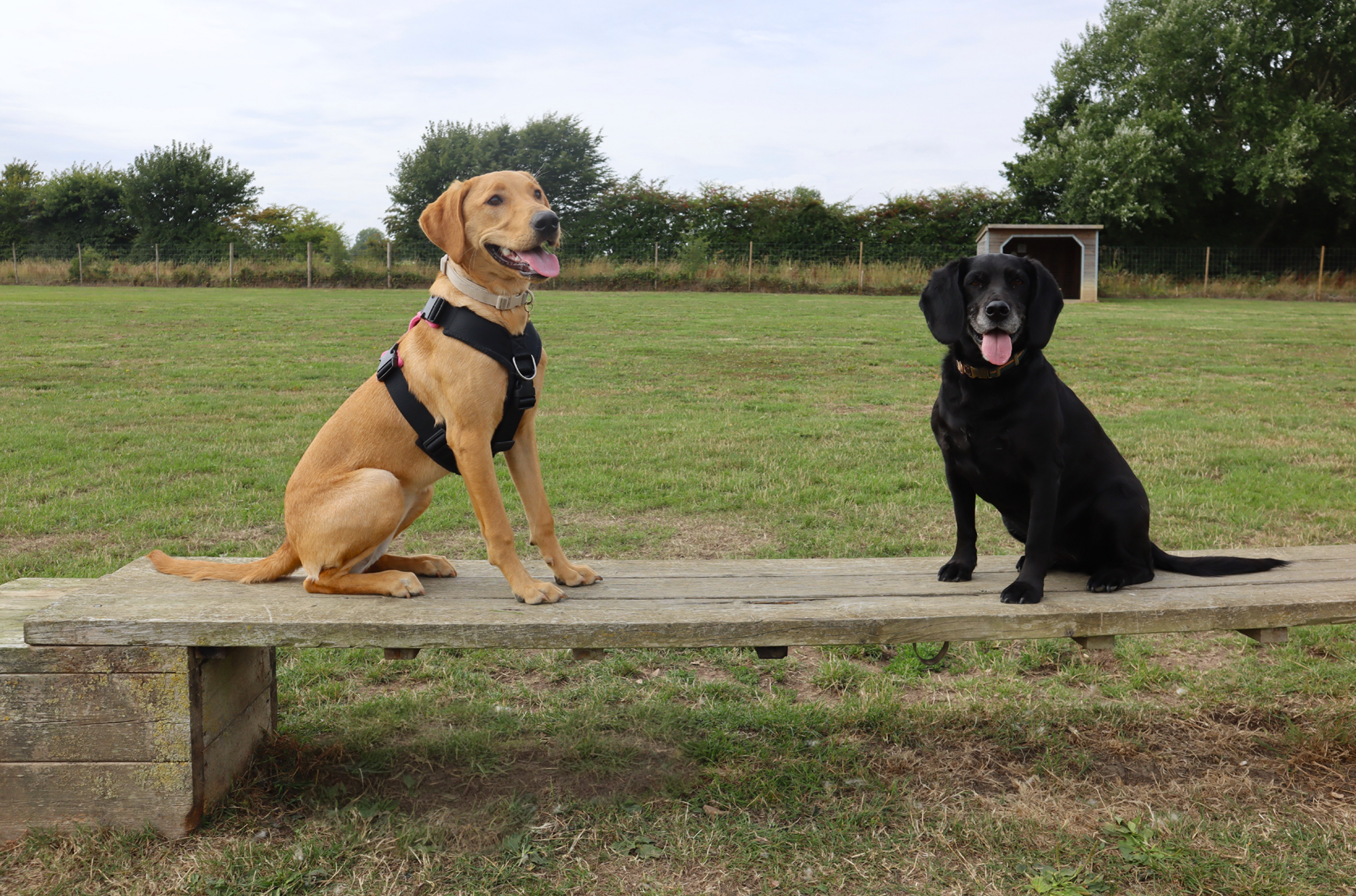 Paw Paddocks in West Sussex