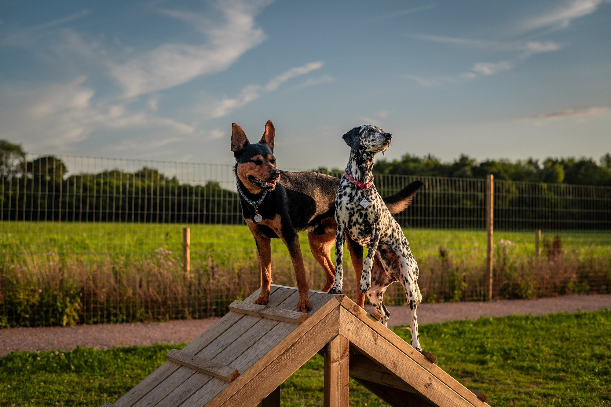National Rescue Dog Day: Because every dog matters