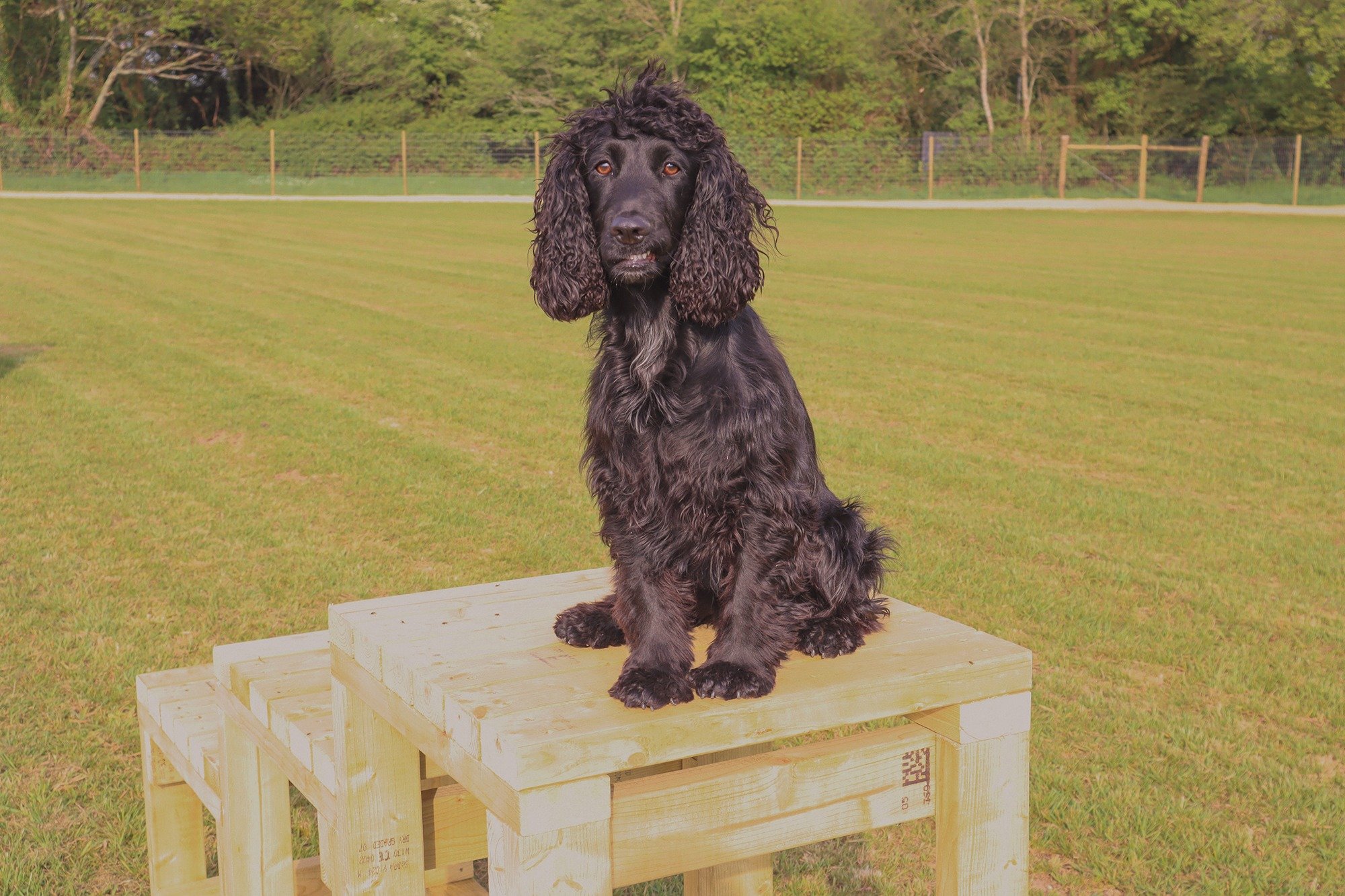 What are the benefits of using a Secure Dog Walking Facility? 