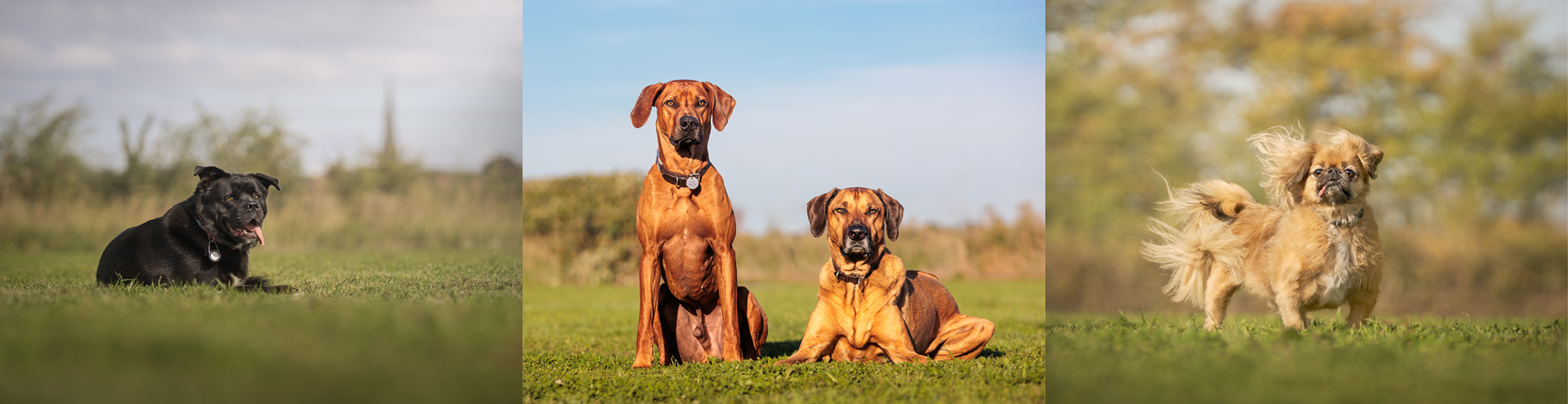 The 2025 Paw Paddock Charity Photoshoot
