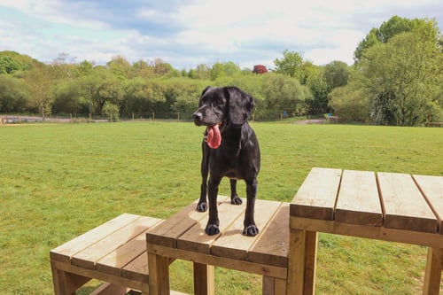 Photo of Paw Paddock Bullington