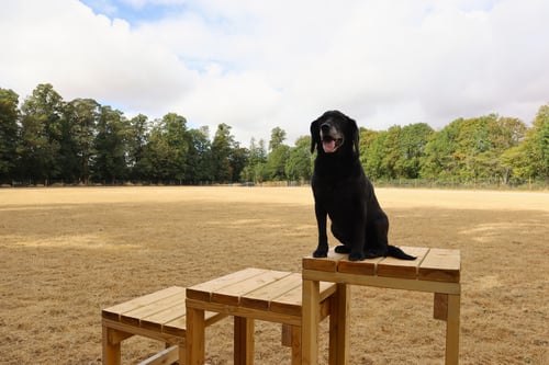 Photo of Paw Paddock Cliddesden