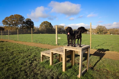 Photo of Paw Paddock Ashington