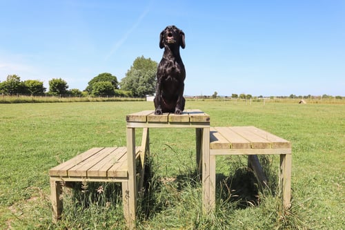 Photo of Paw Paddock Donnington