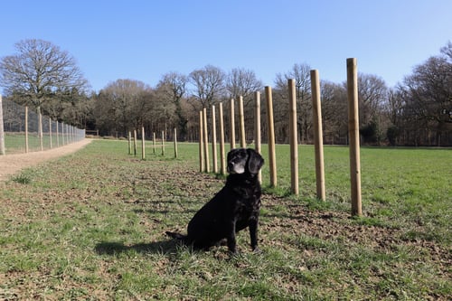 Photo of Paw Paddock Balcombe