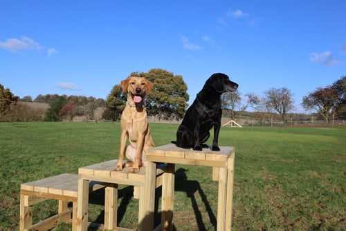 Photo of Paw Paddock North Waltham