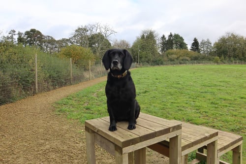 Photo of Paw Paddock Romsey