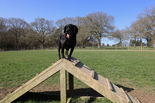 Photo of Paw Paddock Balcombe
