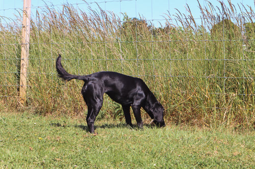 Photo of Paw Paddock Donnington
