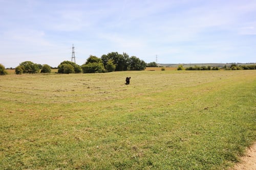 Photo of Paw Paddock East Meon