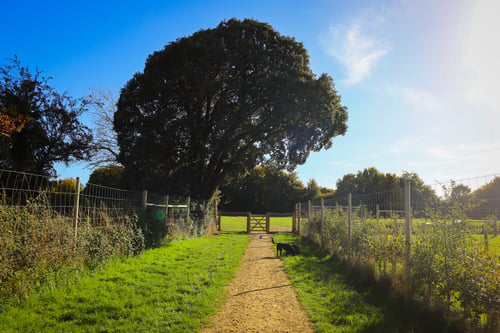 Photo of Paw Paddock Westbourne