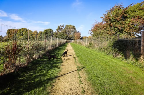 Photo of Paw Paddock Westbourne