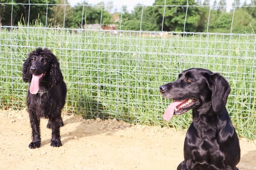 Photo of Paw Paddock Horsham