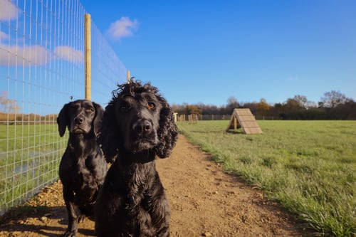 Photo of Paw Paddock Ashington