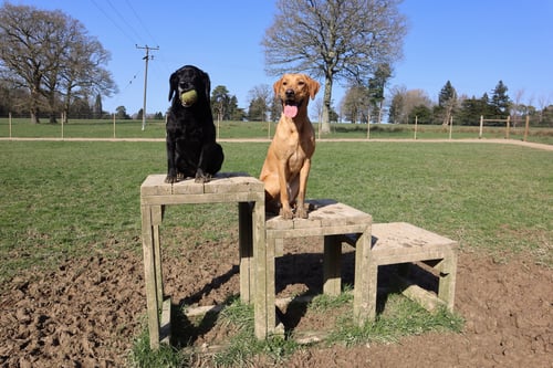 Photo of Paw Paddock Balcombe
