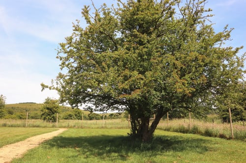 Photo of Paw Paddock East Meon