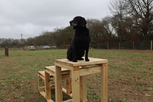 Photo of Paw Paddock Wickham West