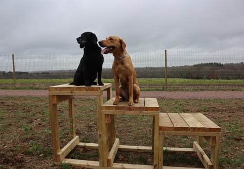 Photo of Paw Paddock Wickham West