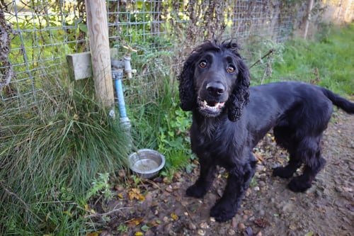 Photo of Paw Paddock Westbourne